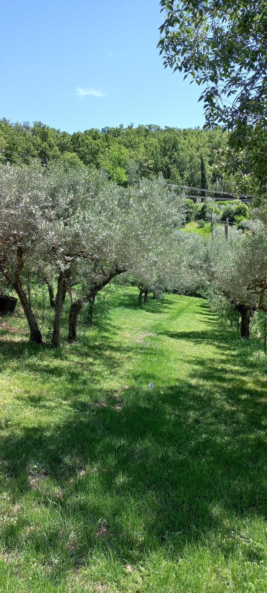 Domus Antiqua Bed & Breakfast Spello Exterior photo